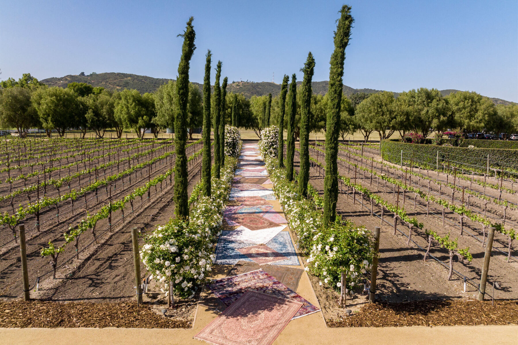 A glam enchanted wedding started on a more bohemian note with a rug-lined walkway through a vineyard to the ceremony.