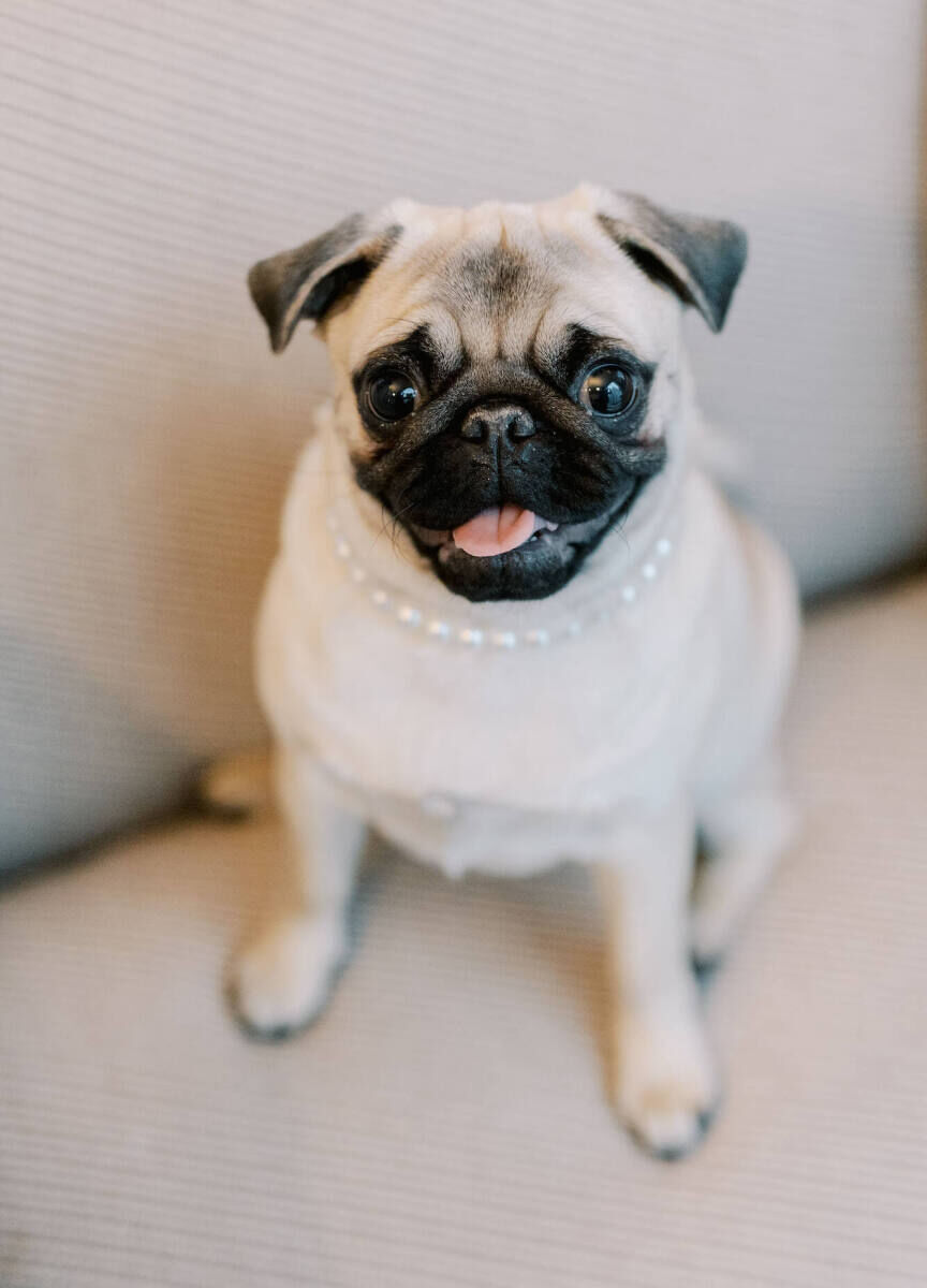 A pug wearing a pearl necklace smiles at her parents' modern California wedding.