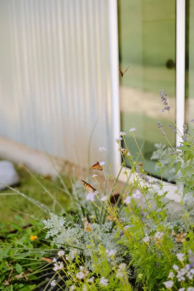 Butterflies on flowers in a butterfly garden sip nectar among lavender, set by a corrugated wall with a window.