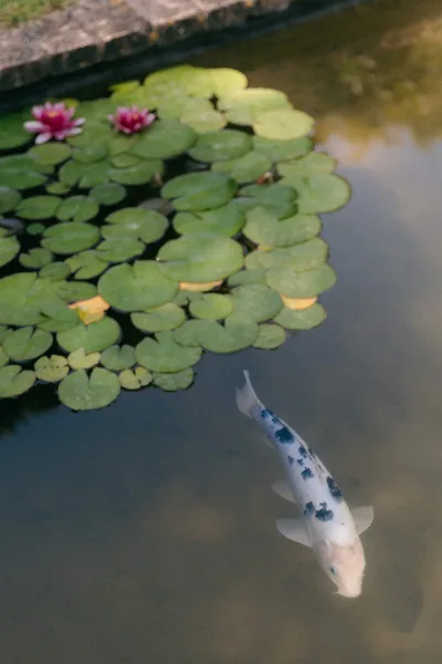 Koi pond with koi fish gliding among water lilies, the scene bordered by calm pond water and a natural stone edge.