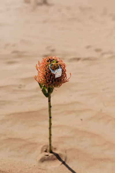 Engagement ring sparkling on an orange flower stem, diamond set in a silver band, resting on beach sand in soft light