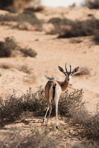 Desert wildlife photo of an antelope in desert, horns turned back as it stands among sand dunes and sparse desert shrubs