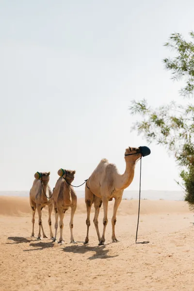 Camel photo of a saddled camel with halter and lead rope, standing on sandy desert dunes under open sky with sparse branches