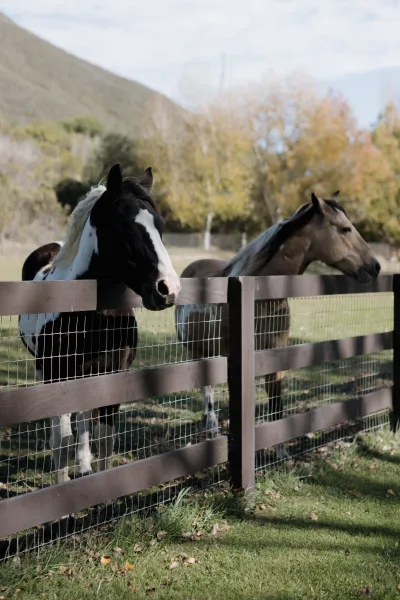 Horses in paddock by a wood fence, a paint horse close up beside a black and white horse, with grass and mountain hillside beyond