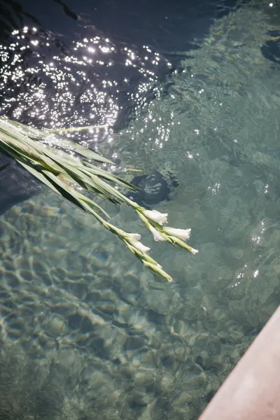 Floating flowers create elegant pool flower decor, white flowers gliding across sunlit water with shimmering reflections by a stone edge.