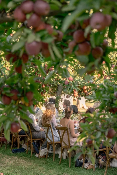 Wedding reception dinner set with greenery centerpieces and apples on a long table, wood chairs and place settings in a sunny orchard