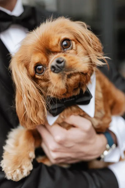 Wedding dog portrait of a small dog in bow tie and tuxedo collar, wearing a jacket and dress shirt against a blurred indoor background