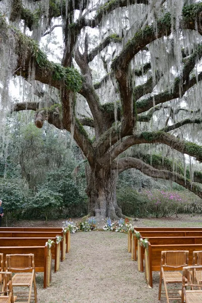 Outdoor ceremony setup with wooden pews lined by greenery garlands and white ribbons beneath a large oak tree with hanging moss