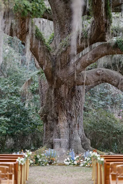 Outdoor ceremony setup with wooden ceremony chairs facing a clear acrylic lectern beneath a sprawling oak tree draped in Spanish moss