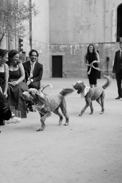Wedding dogs in matching bow ties, one a ring bearer dog, sit in a quiet courtyard against plaster and brick walls on a concrete floor.