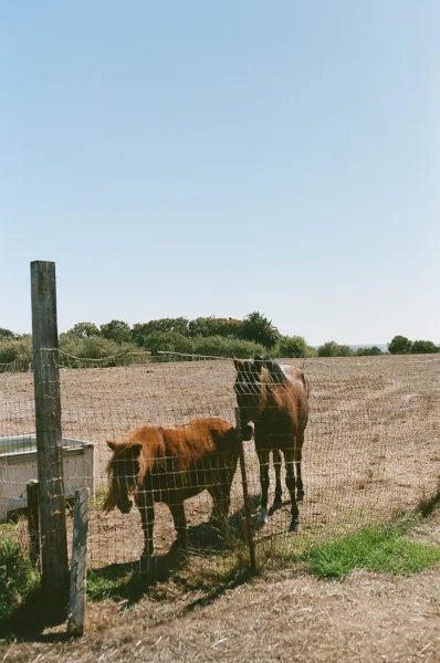 Horses in paddock standing behind a wire fence near a water trough, with a dusty field, trees, and a palm tree under blue sky