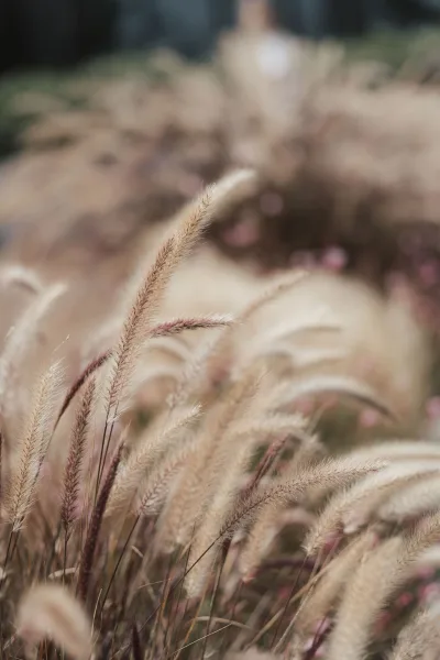 Ornamental grass in a close-up of grass plumes, feathery beige stems catching light against garden foliage and blurred late-summer blooms.