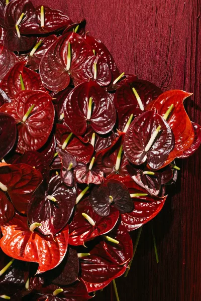 Wedding flowers styled with red anthurium flowers, glossy deep red blooms clustered against a textured red fabric backdrop, modern and bold.