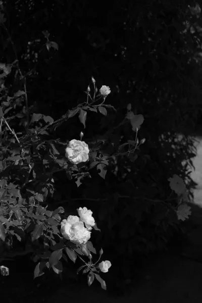 Floral detail of garden roses with rose buds in a close-up view, set against garden foliage falling into deep shadows.