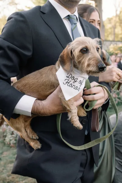 Wedding dog in a dog of honor bandana on a green leash, held by the groom in a garden with trees and wedding guests behind