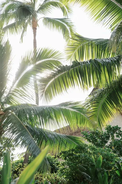 tropical palm trees with sunlit palm leaves arch overhead, their fronds casting dappled light against the sky above a rustic thatched roof