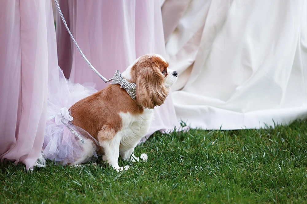 A Wedding for Shauna and David