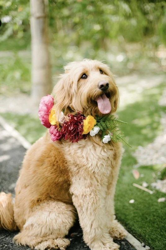 A Wedding for Susan and Steven