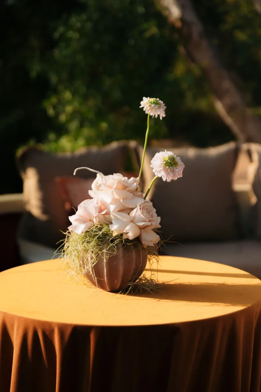 Within the Desert Light