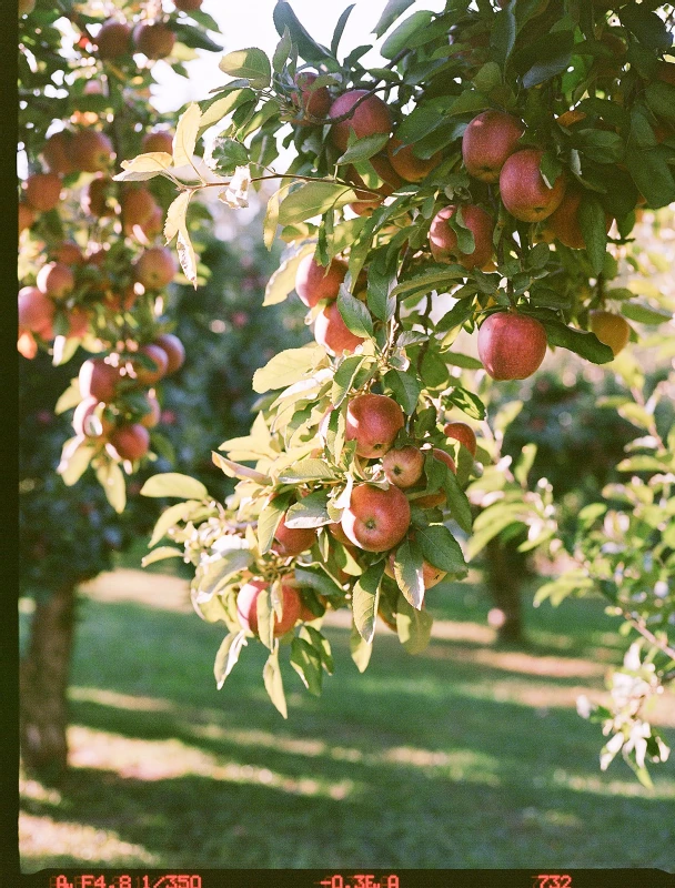 An Orchard Dinner for Kate and Dominic