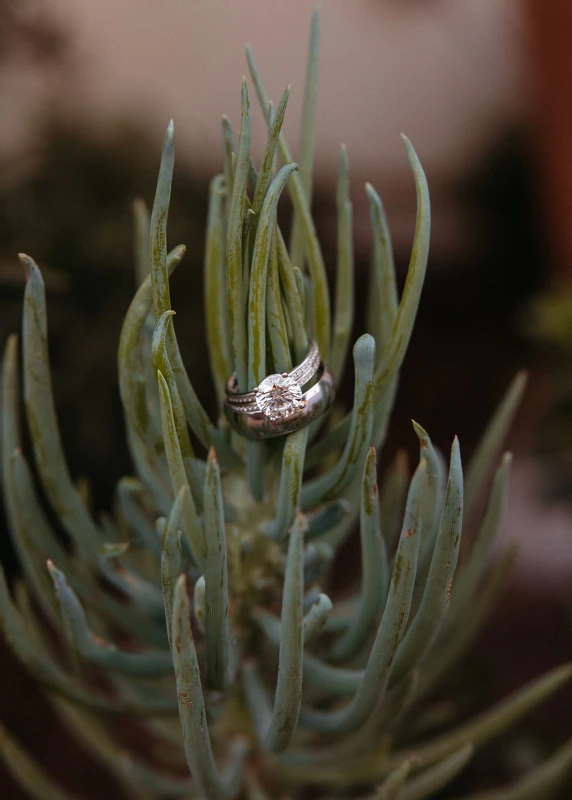 A Desert Wedding for Kate and Mike