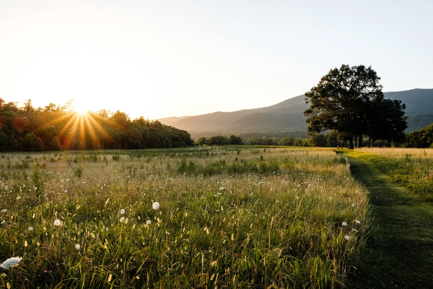 Wildflower Farms